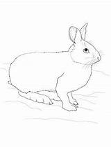 Hare Snowshoe Hares Mammals Supercoloring Animals sketch template