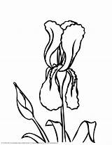Iris Coloring Flower Clipart Designlooter Sketch 36kb 3300px 2550 Library Popular sketch template
