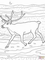 Caribou Ausmalbilder Printable Reindeer 1559 Supercoloring Coloriages Karibu Peary sketch template
