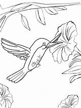 Pages Coloring Hummingbird Birds Hummingbirds sketch template