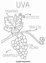 Uva Autunno Fantavolando Scheda Scopriamo Luva Scaricate sketch template