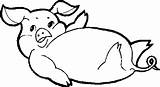 Porc Colorat Planse Desene Porci Animale Purcel Purcei Domestice Porcul Purcelusi Plansedecolorat sketch template