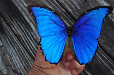 blue morpho butterfly craibasalgovbr