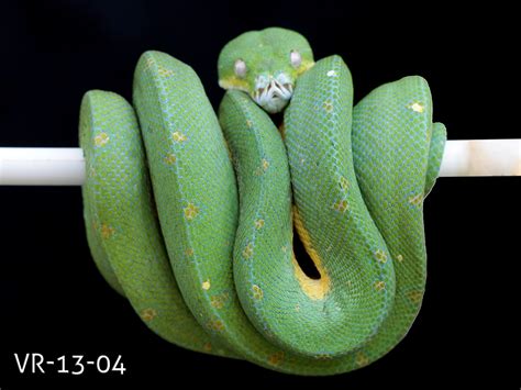 Manokwari Cyclops Green Tree Python For Sale Viridispython