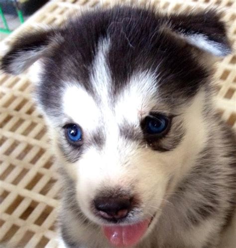 parti eyed puppy change  eye color