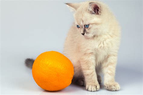 the orange tabby cat — 8 fun facts catster