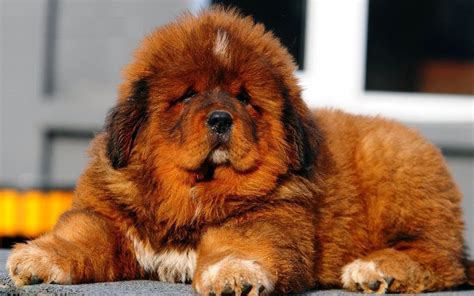 tibetan mastiff  big dog breeds