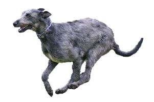 irish wolfhound worldly dogs