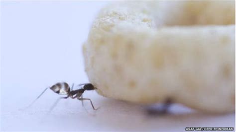 cientistas desvendam segredo das formigas para carregar alimentos