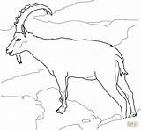 Goat Coloring Pages Ibex Goats Alpine Drawing Nubian Boer Ausmalen Mountain Meerkat Steinbock Bilder Zum Ausmalbilder Alpen Wild Malvorlagen Nilgiri sketch template