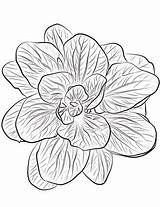 Spinach Coloring Pages Printable Categories Getdrawings Drawing sketch template