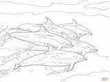 Bottlenose Coloring Dolphin Dolphins Pages School Printable Drawing Colouring Cute Color Word Getdrawings Supercoloring Draw Categories Mammals sketch template