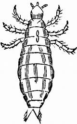 Louse Clipart Magnified Etc Large sketch template