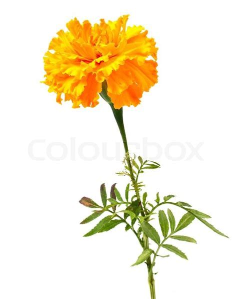 Marigold flower on a white background   Stock Photo  