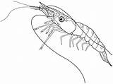 Shrimp Marins Disimpan Designlooter 18kb 540px sketch template