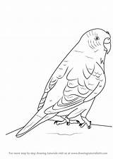 Budgie Drawing Draw Budgerigar Drawings Step Bird Birds Aka Learn Coloring Pages Tutorials Parrot Drawingtutorials101 Animal Animals Paintingvalley sketch template
