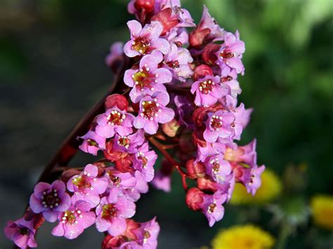 Бергиния или бадан сердцелистный размножается корневыми отрезками после завершения цветения. Bergenie 'Rotblum' - SchÃ¶nstes Stauden-Sortiment & Expertenwissen