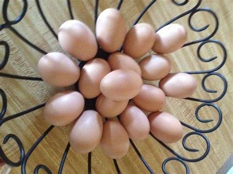 when do golden sexlink chickens start laying eggs
