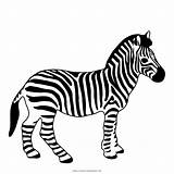 Zebra Cebra Colorare Disegni Cebras Ultracoloringpages sketch template