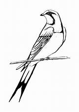Dibujo Oiseau Hirondelle Andorinha Swallow Vogel Pajaro Golondrina Schwarzweiss Des Manatí Vaca Rondine Uccello Gratuito sketch template