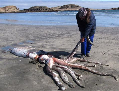 huge squid discovered environment erongo