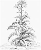 Tobacco Plant Drawing Pencil Drawings Nicotiana Tabacum Flower Flowers Illustration Sketches Sketch Wild Crop American Chestofbooks sketch template