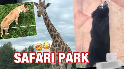 safari park  holland beekse bergen filipino dutch couple youtube