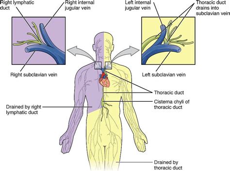 lymphatic system at fanshawe college of applied arts and