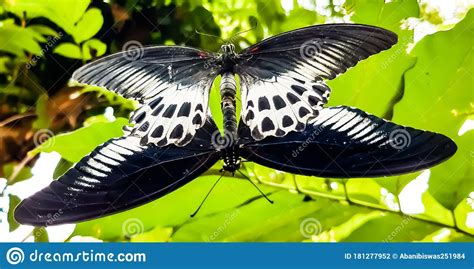 Two Black And White Butterflies Are Having Sex In The