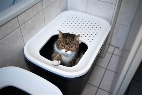 cat peeing over the edge of the litter box reasons and solutions