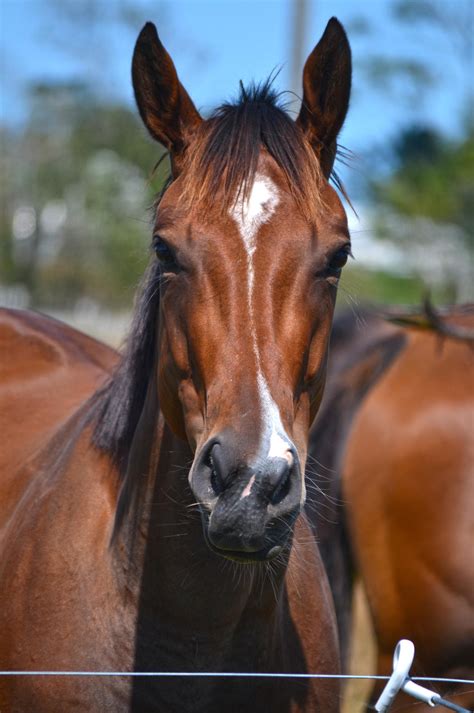 horse front head stock  jojo  deviantart