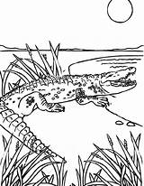Crocodile Aligator Alligator Colorat Reptiles Nilo Krokodil Animalitos Cocodrilo Coloringhome Clopotel Marinos Erlijioko Irakaslea Monstruos sketch template