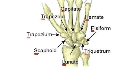bones  hand carpal wwwmedicoappsorg