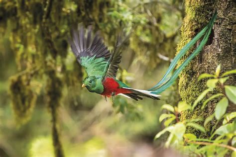 centroamerica el reino del quetzal