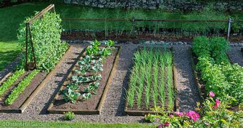 easiest vegetables  grow   garden
