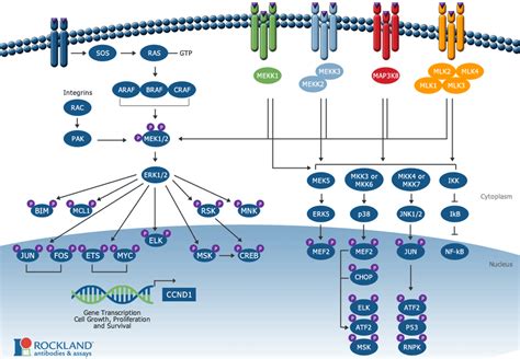 cell signalling ras raf mek erk pathway research tools tebu bios blog