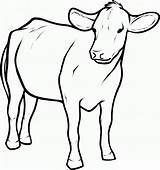 Cow Draw Coloring Pages Cattle Printable Kids Outline Drawing Simple Baby Clipart Cartoon Animals Color Pic Step Children Line Colouring sketch template