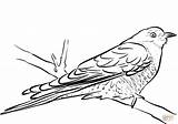 Coloring Cuckoo Branch Pages Sitting Cuckoos Printable Drawing Coloringbay sketch template