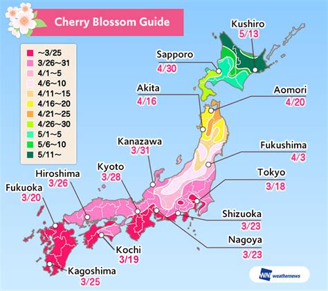 hidden cherry blossom viewing spots  tokyo otaku  tokyo