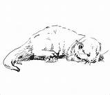 Otter Coloringbay sketch template