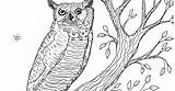 Owl Horned Great Coloring sketch template