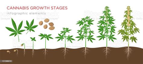 cannabis sativa growth stages  seeds  mature plant  hemp