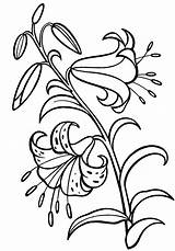 Coloring Lily Flower Sheet Pages Plant Relax Beautiful sketch template