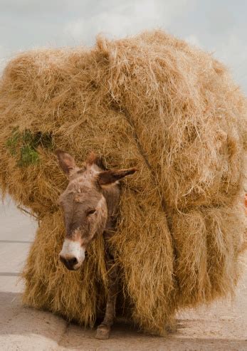donkey carrying huge hay bail stock photo  image  istock