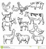 Getrokken Uitstekende Beschikking Landbouwbedrijfdieren sketch template