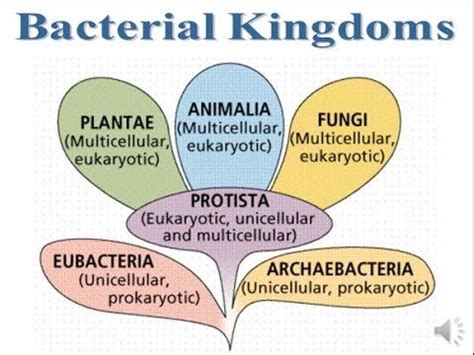 bacteria kingdoms notes youtube