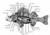 Anatomy Fish Internal Hedley Trout Ca sketch template