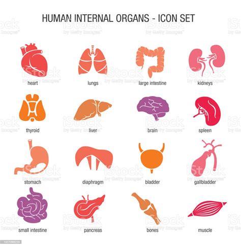human internal organs icon set stock illustration download image now