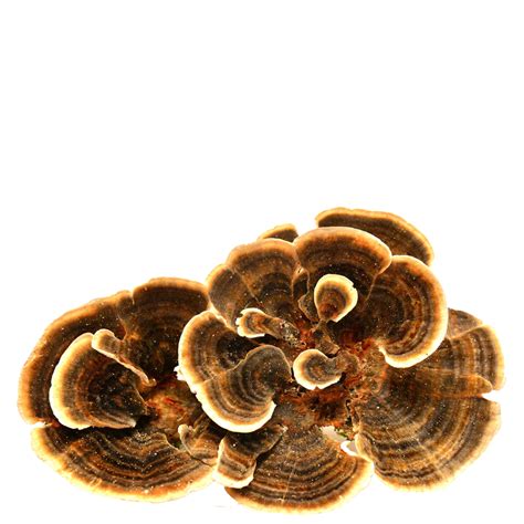 turkey tail bulk mushroom extracts