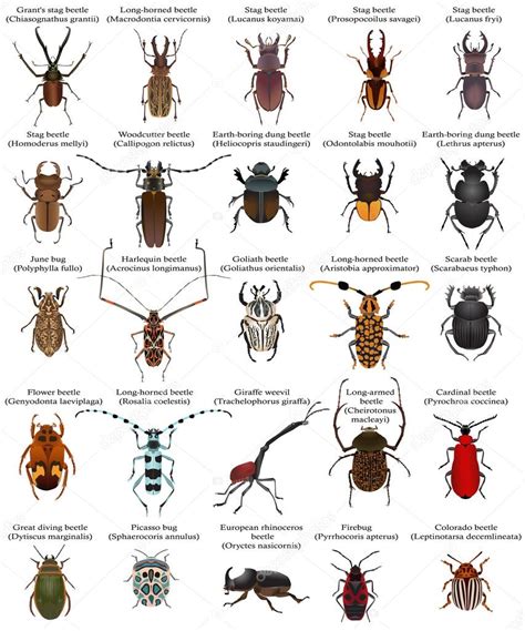 collection   species  beetles  bugs stock vector